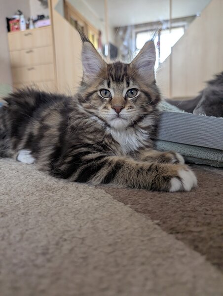 Main coon. Va asteptam la Sala Palatului Bucuresti 21-22 martie 2026