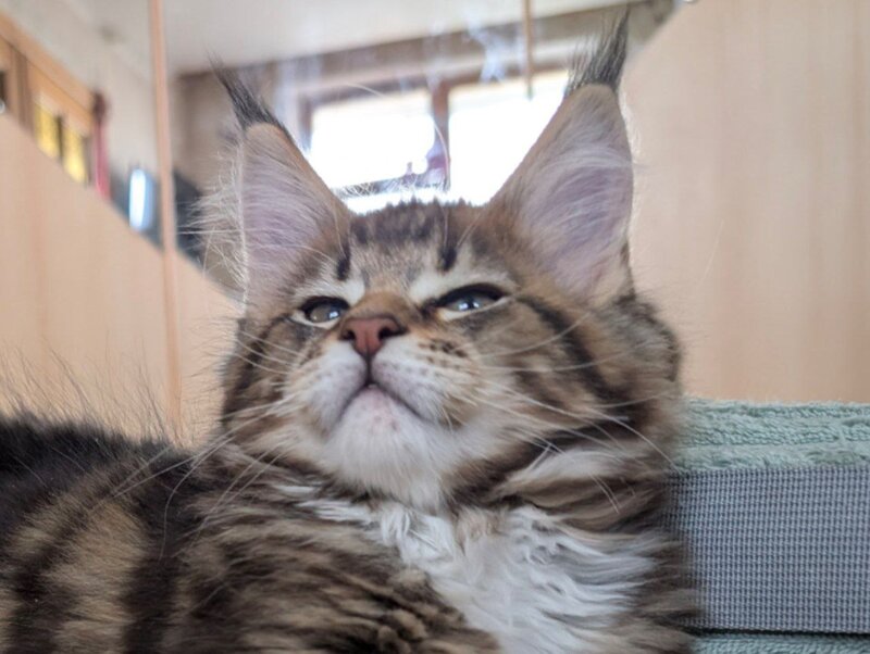 Main coon. Va asteptam la Sala Palatului Bucuresti 21-22 martie 2026