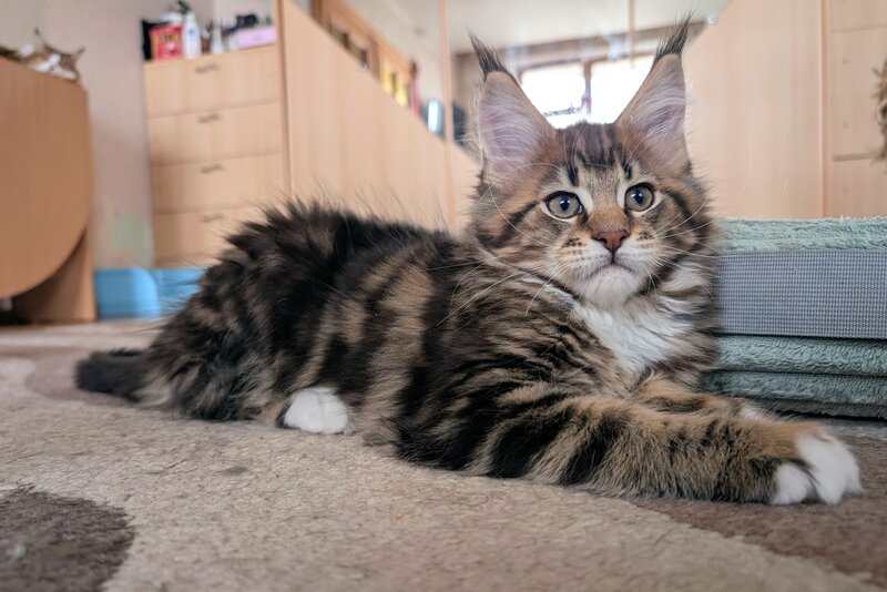 Main coon. Va asteptam la Sala Palatului Bucuresti 21-22 martie 2026