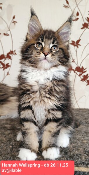 Main coon. Va asteptam la Sala Palatului Bucuresti 21-22 martie 2026