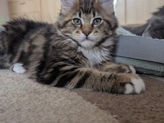 Main coon. Va asteptam la Sala Palatului Bucuresti 21-22 martie 2026