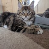 Main coon. Va asteptam la Sala Palatului Bucuresti 21-22 martie 2026